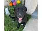 Adopt Sasha a Black Labrador Retriever