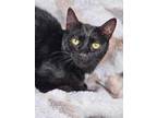 Adopt Puma a Domestic Short Hair