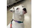 Adopt Spot a Pit Bull Terrier, Siberian Husky