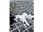 Adopt Juno a American Shorthair