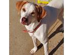 Adopt Cleo a Pointer