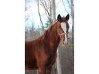Gorgeous Racking Horse Yearling Filly