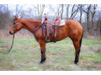 Super Nice Aqha Registered Bay Mare, Playgun Granddaughter, Ropes, Trail Rides