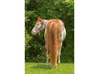 Ranch horse prospect deluxe, color, conformation, and athletic!