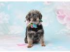 Adopt Selma a Yorkshire Terrier, Poodle