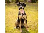 Adopt Dolly 12-0207 a Black Mouth Cur