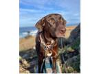 Adopt Chloe a Chocolate Labrador Retriever