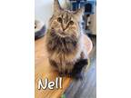 Adopt Nell a Domestic Long Hair