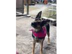 Adopt Lexi a German Shepherd Dog