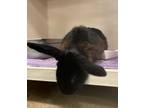 Adopt Pecan a Lop Eared