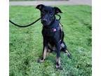 Adopt 2.Jellybean a Mixed Breed