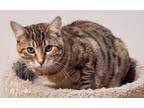 Adopt Ada a Domestic Short Hair