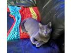 Adopt Raven a Russian Blue