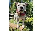 Adopt Tenley a American Staffordshire Terrier
