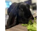 Adopt Taylor BunBun a English Lop