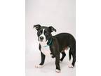 Adopt Charlotte Flair a Basset Hound, Terrier