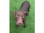 Adopt Morgan a Chocolate Labrador Retriever