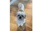 Adopt Kiki a Shih Tzu