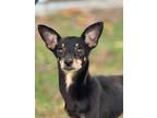 Adopt LadyBug a Miniature Pinscher