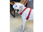 Adopt Sugar a Bloodhound, Labrador Retriever