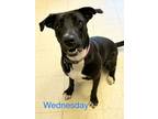 Adopt Wednesday a Labrador Retriever