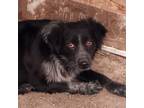 Adopt Sadie a Australian Shepherd