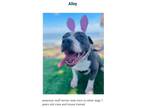 Adopt Alley a American Staffordshire Terrier