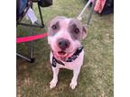 Adopt INDY a American Bully
