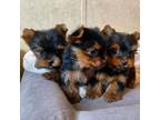 SA Yorkshire terrier puppies