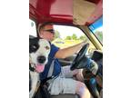 Adopt Yin a Border Collie, American Staffordshire Terrier