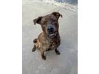 Adopt GOLIATH a Mixed Breed