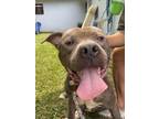 Adopt Echo a Pit Bull Terrier