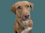 Adopt PAULY* a Labrador Retriever, Mixed Breed
