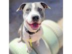 Adopt NAZAR* a Pit Bull Terrier, Mixed Breed