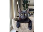 Adopt Bagheera a Domestic Short Hair