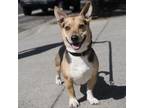 Adopt SUNNY a Cardigan Welsh Corgi, German Shepherd Dog