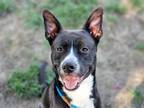 Adopt SOBE a Pit Bull Terrier, Mixed Breed