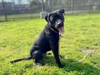 Adopt ROCKY a German Shepherd Dog, Labrador Retriever