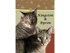 Adopt KINGSTON & BYRON a Tabby