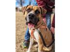 Adopt Harley a Boxer, German Shepherd Dog