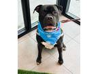 Adopt MIKE a American Staffordshire Terrier, Mixed Breed