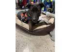 Adopt Jamee a Labrador Retriever, Great Dane