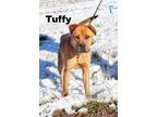 Adopt Tuffy a Mixed Breed