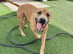 Adopt Jimmy a Pit Bull Terrier, Terrier