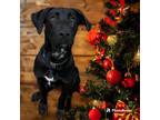 Adopt William a Labrador Retriever