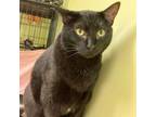 Adopt Nibbler a Oriental Short Hair