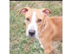 Adopt KAYDEN a Pit Bull Terrier, Boxer