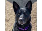 Adopt Boomer a German Shepherd Dog, Australian Cattle Dog / Blue Heeler