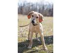 Adopt Timmy a Yellow Labrador Retriever