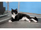 Adopt Jude a Domestic Short Hair